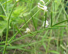 Image of Astragalus austriacus Jacq.