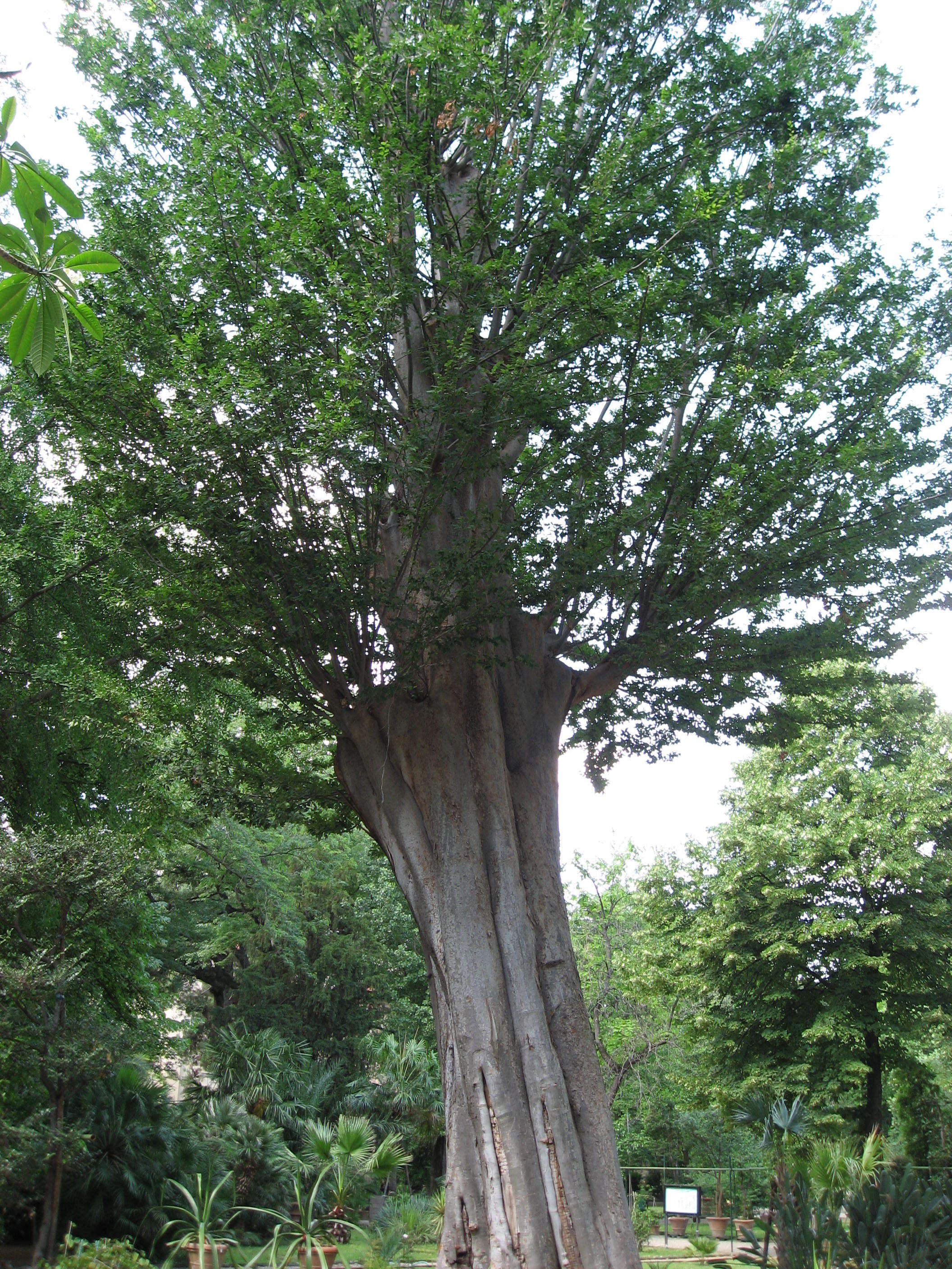 Image de Zelkova carpinifolia (Pall.) C. Koch