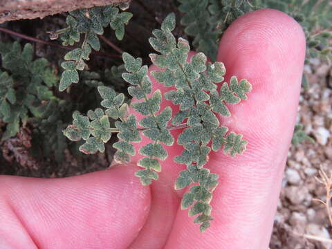 Image of California cloak fern