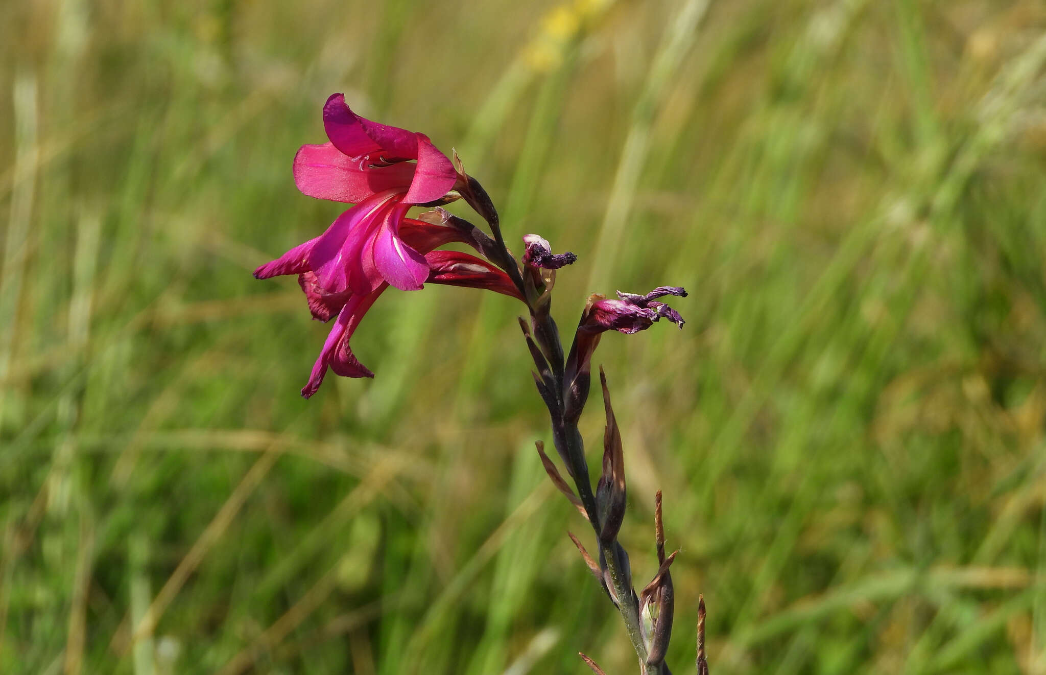 Plancia ëd Gladiolus byzantinus Mill.