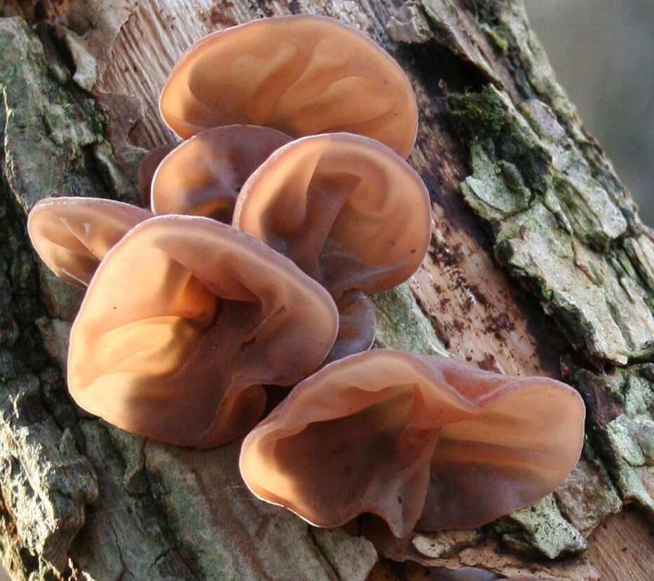 Image of ear fungus