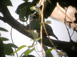 Image of Black-chinned Fruit Dove