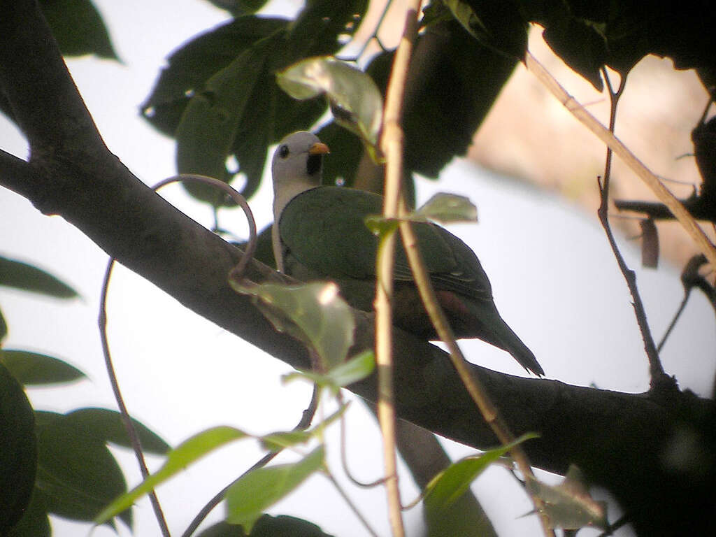 Image of Black-chinned Fruit Dove