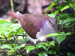 Image of Violaceous Quail-Dove