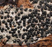 صورة Annulohypoxylon bovei (Speg.) Y. M. Ju, J. D. Rogers & H. M. Hsieh 2005