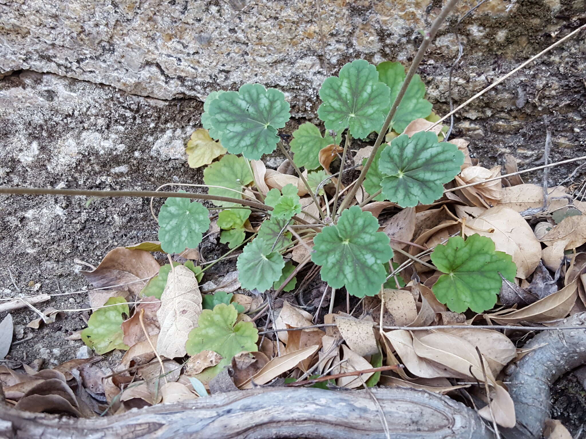 Image de Heuchera soltisii R. A. Folk & P. J. Alexander