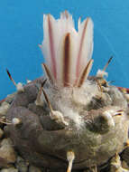 Image de Turbinicarpus schmiedickeanus subsp. jauernigii (G. Frank) D. R. Hunt