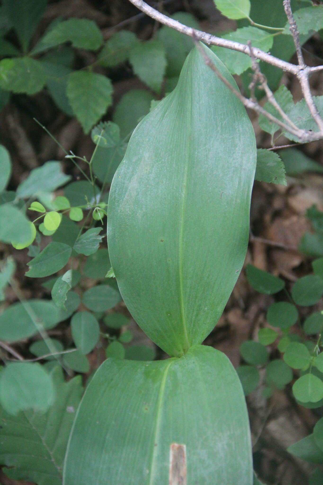 Image of Convallaria keiskei Miq.