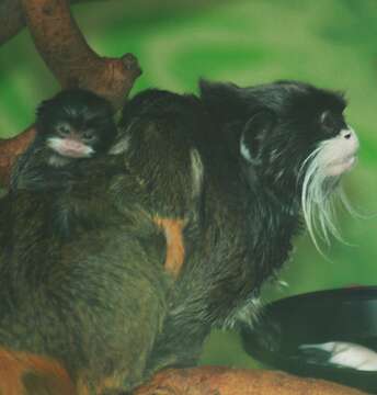 Image of Black-chinned Emperor Tamarin