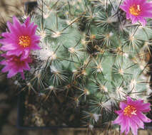 Image of Turbinicarpus viereckii (Werderm.) V. John & Ríha