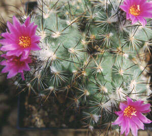 Image of Turbinicarpus viereckii (Werderm.) V. John & Ríha