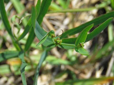 Euphorbia inundata Torr. ex Chapm. resmi