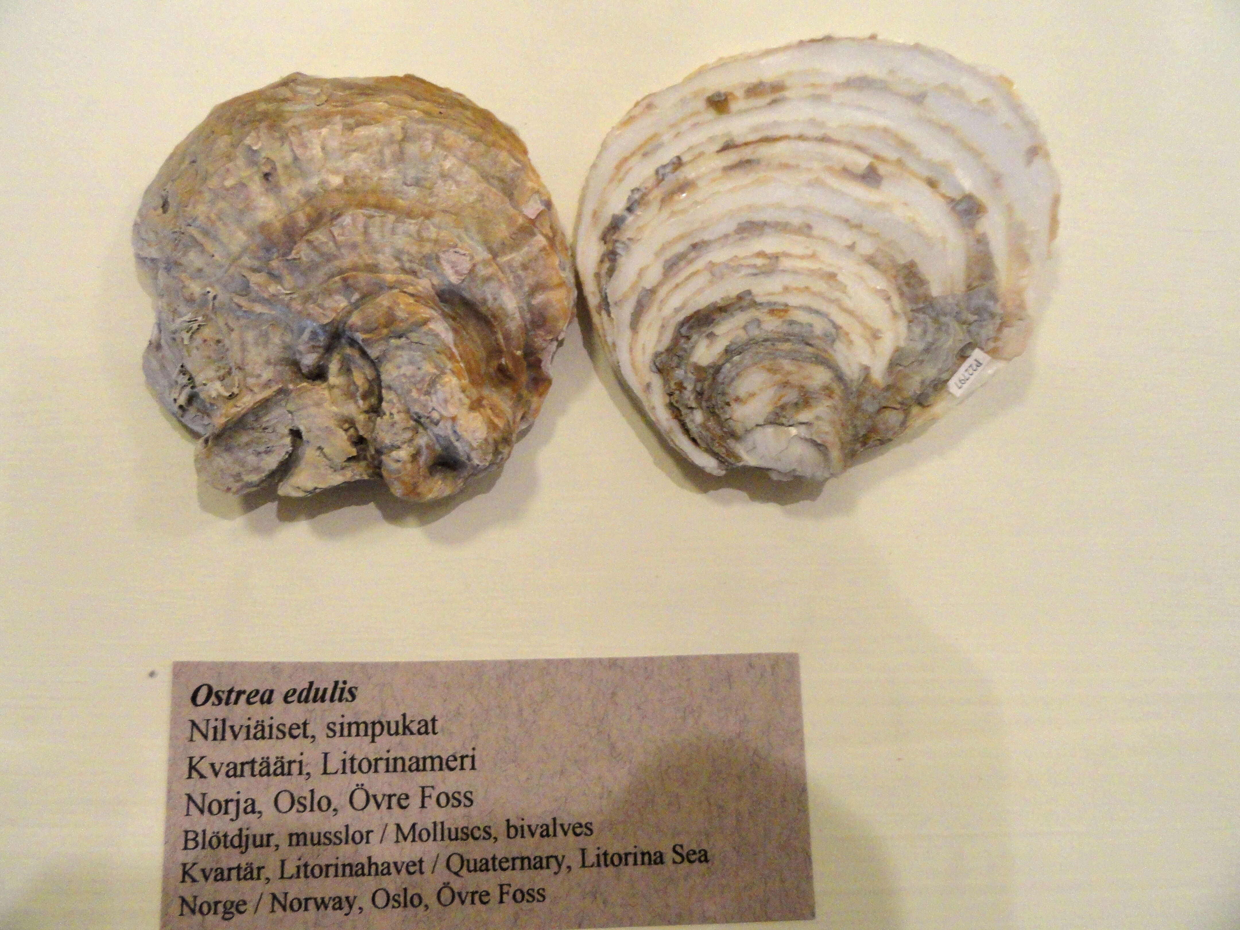 Image of Native oyster