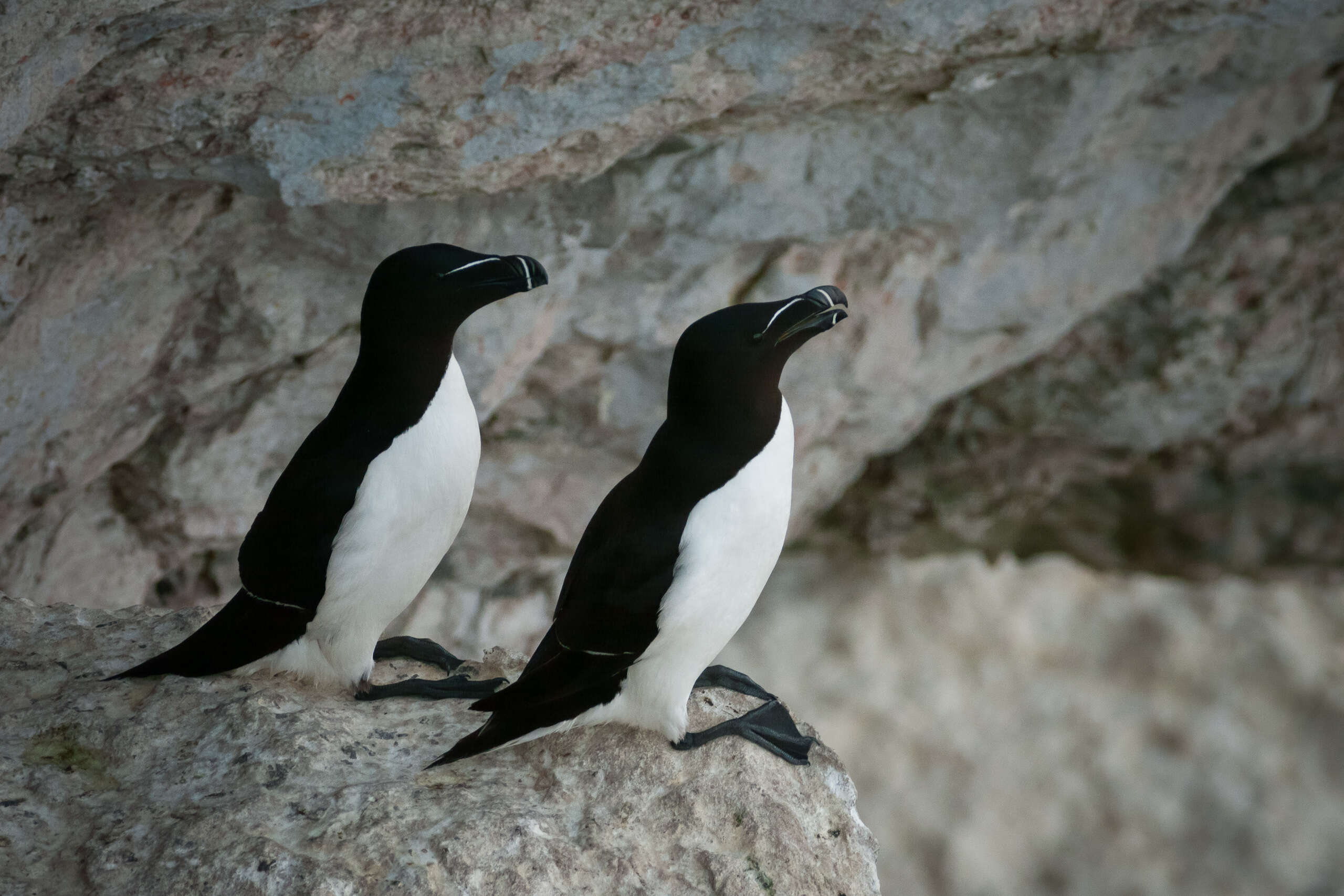 Image of Lesser auk