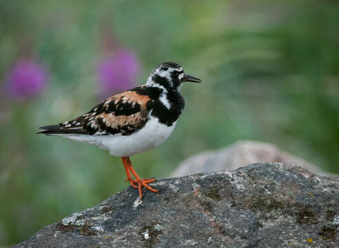 Image of Ruddy Turnstone