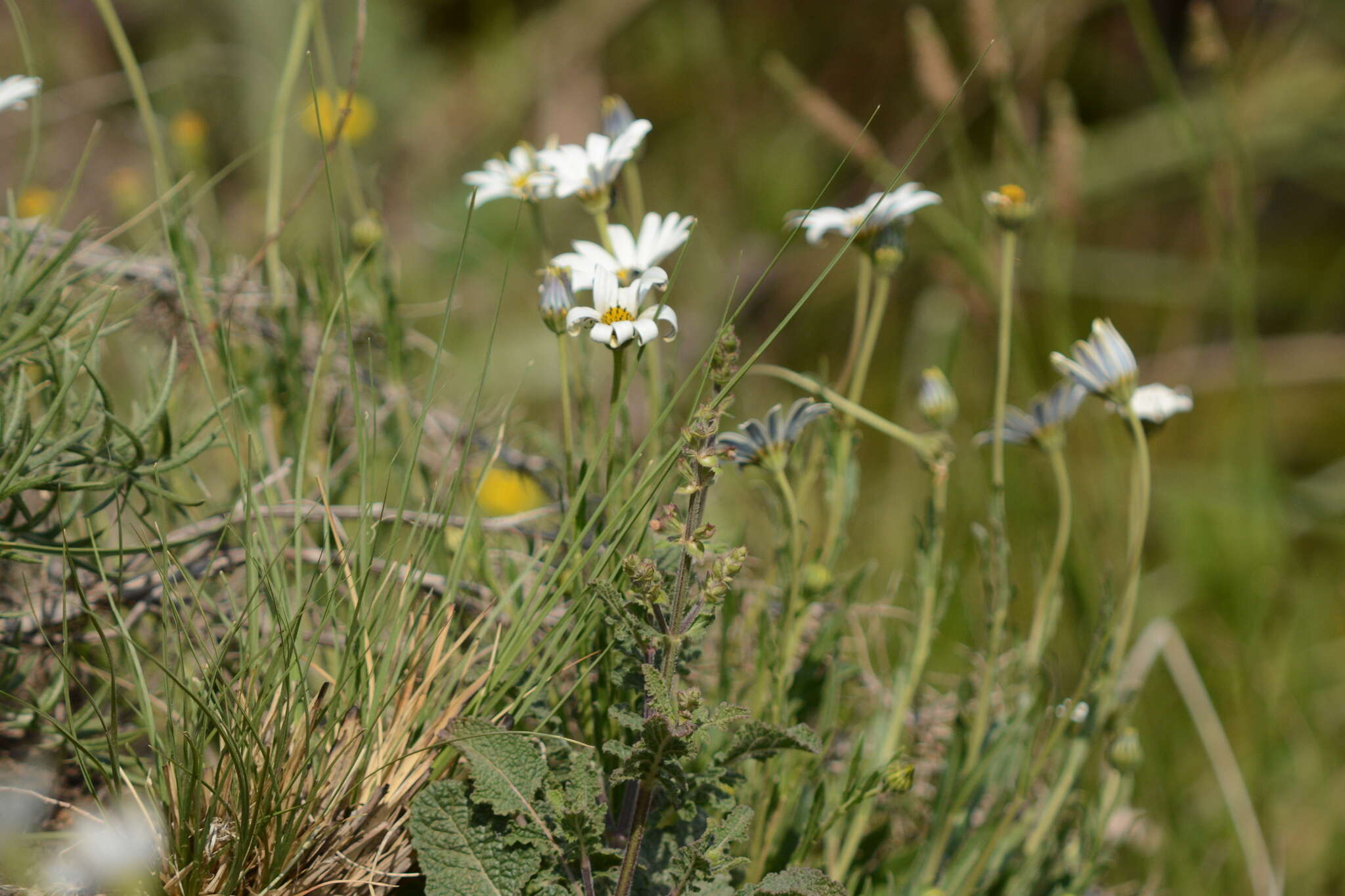 Image of Afroaster peglerae (Bolus) J. C. Manning & Goldblatt