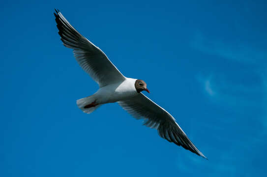 Image of Black-headed Gull