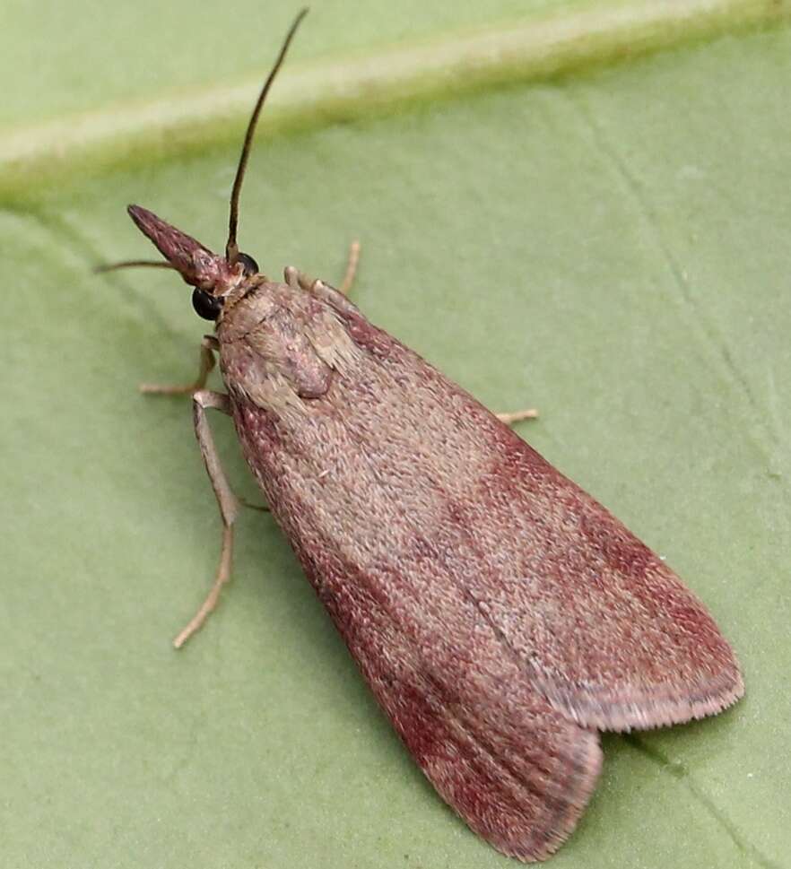 Image of Dingy Knot-horn