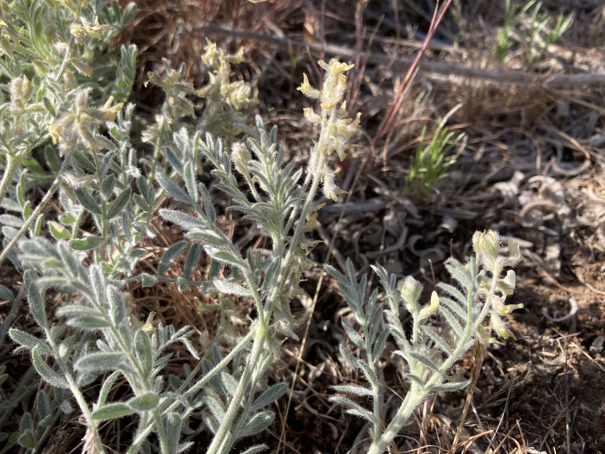 Imagem de Astragalus lyallii A. Gray