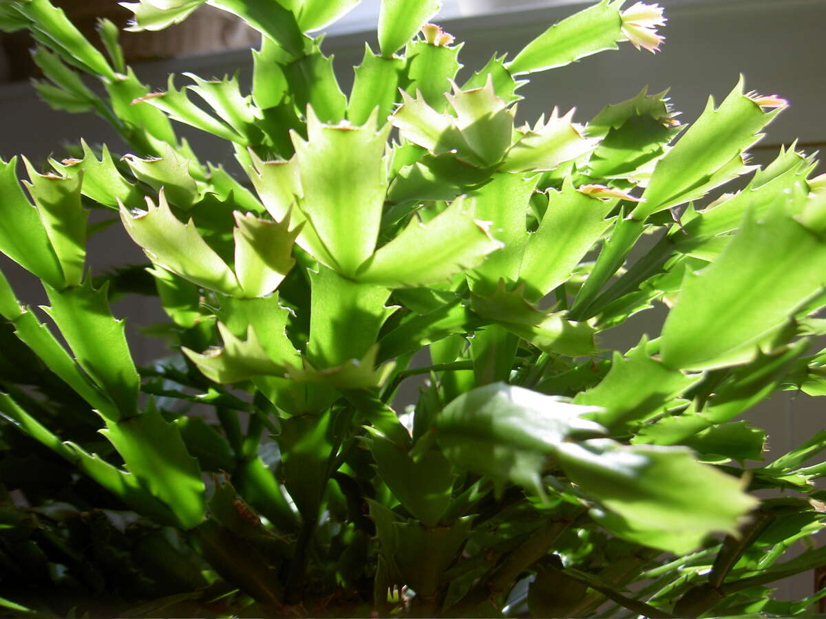 Plancia ëd Schlumbergera truncata (Haw.) Moran