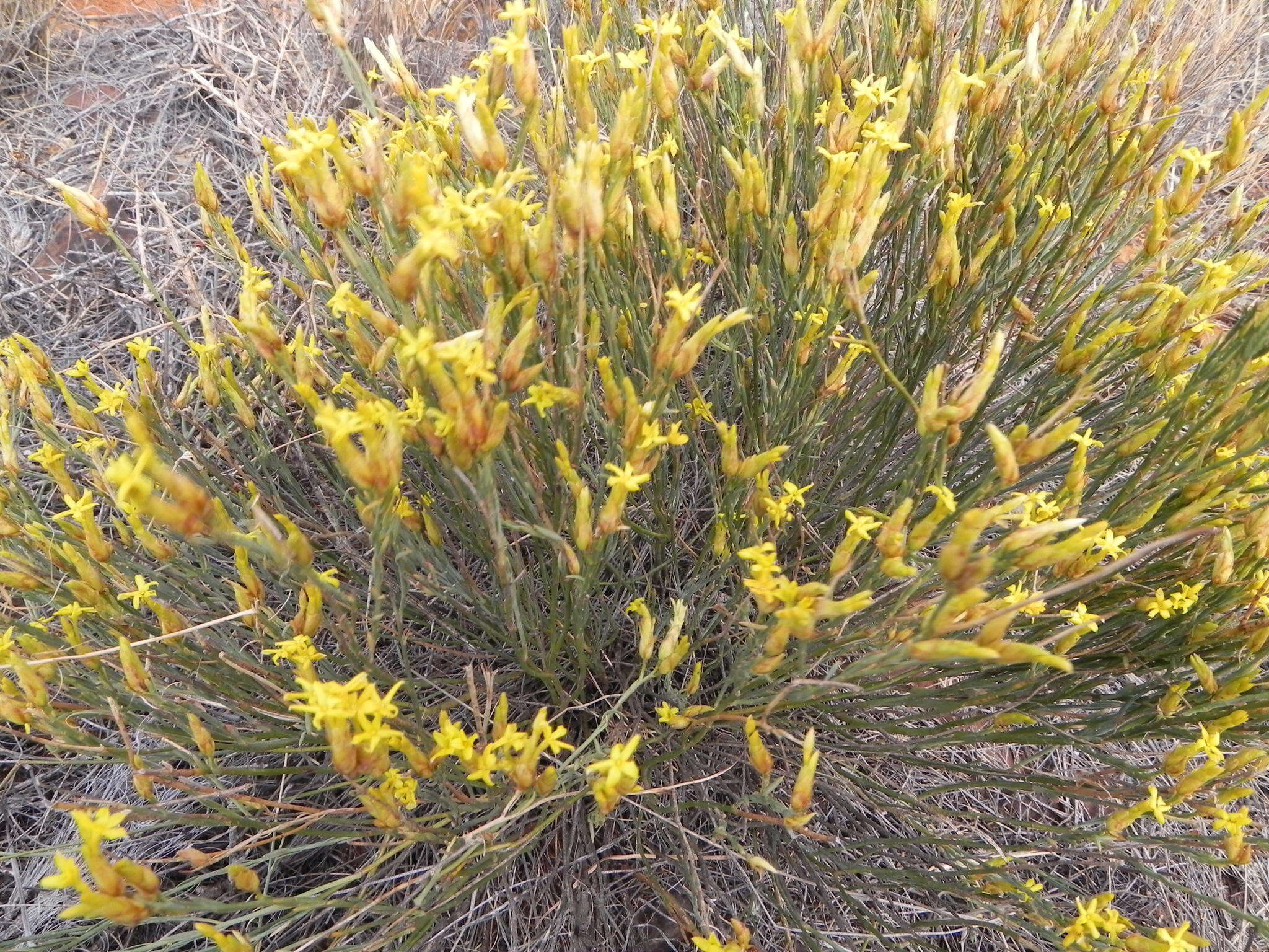 Plancia ëd Gnidia polycephala (C. A. Mey.) Gilg ex Engl.