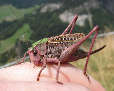 Image of Wart-biter cricket