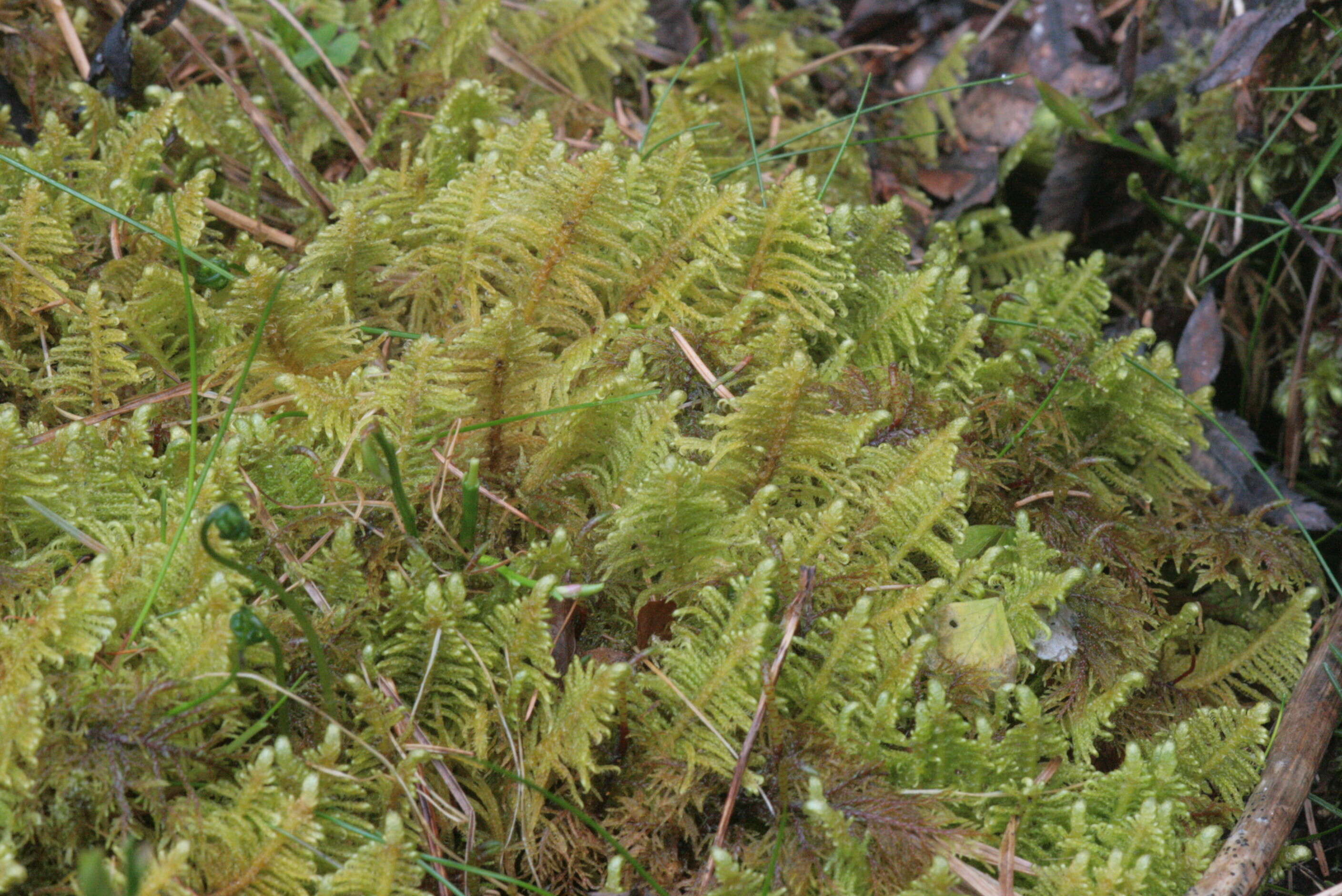 Image of ptilium moss