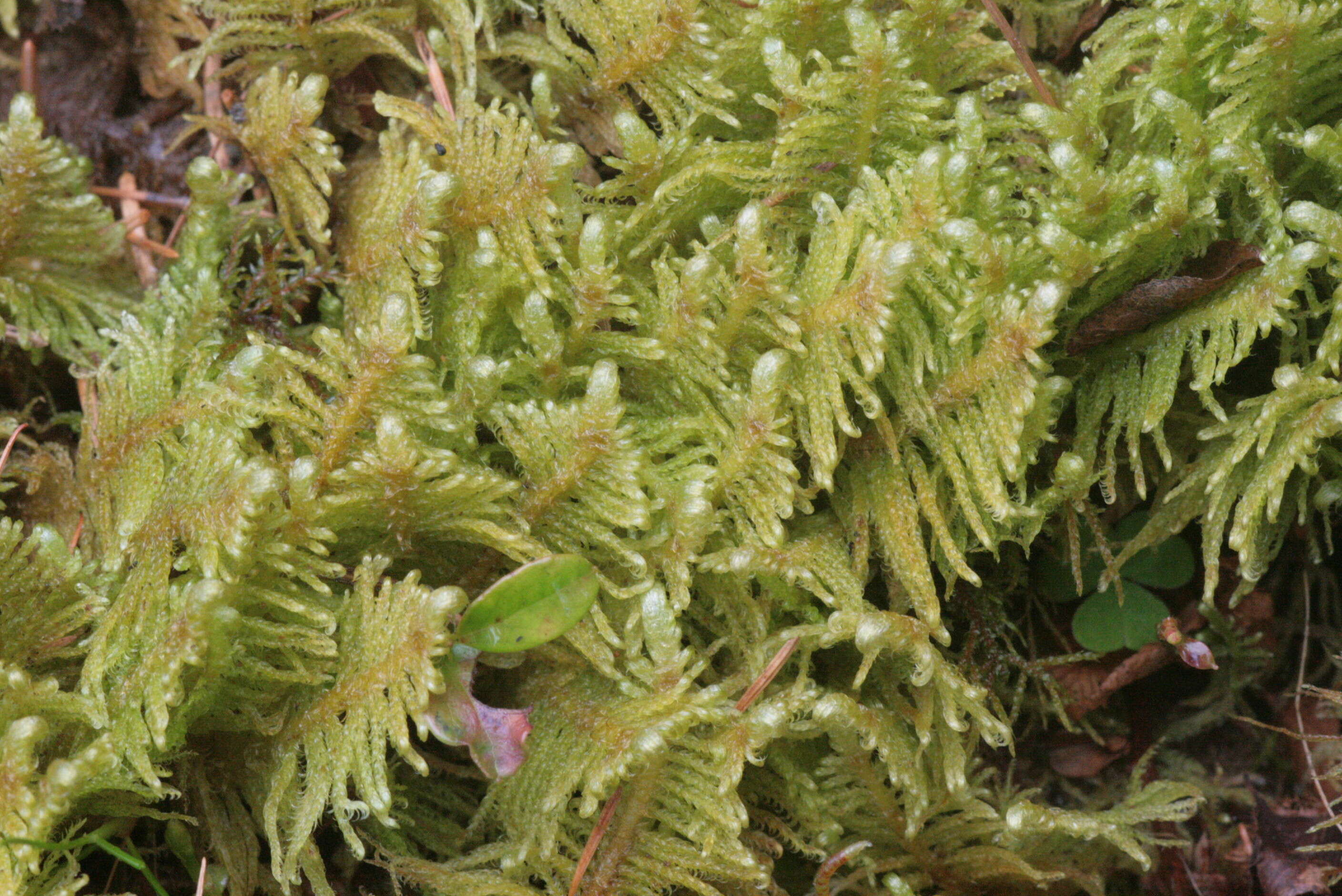 Image of ptilium moss