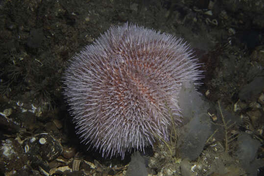 Image of Edible sea urchin