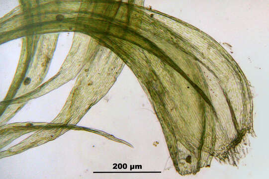 Plancia ëd Ptilium