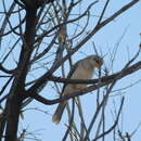 Image of Yellow-throated Miner