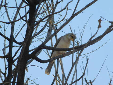 Image of Yellow-throated Miner