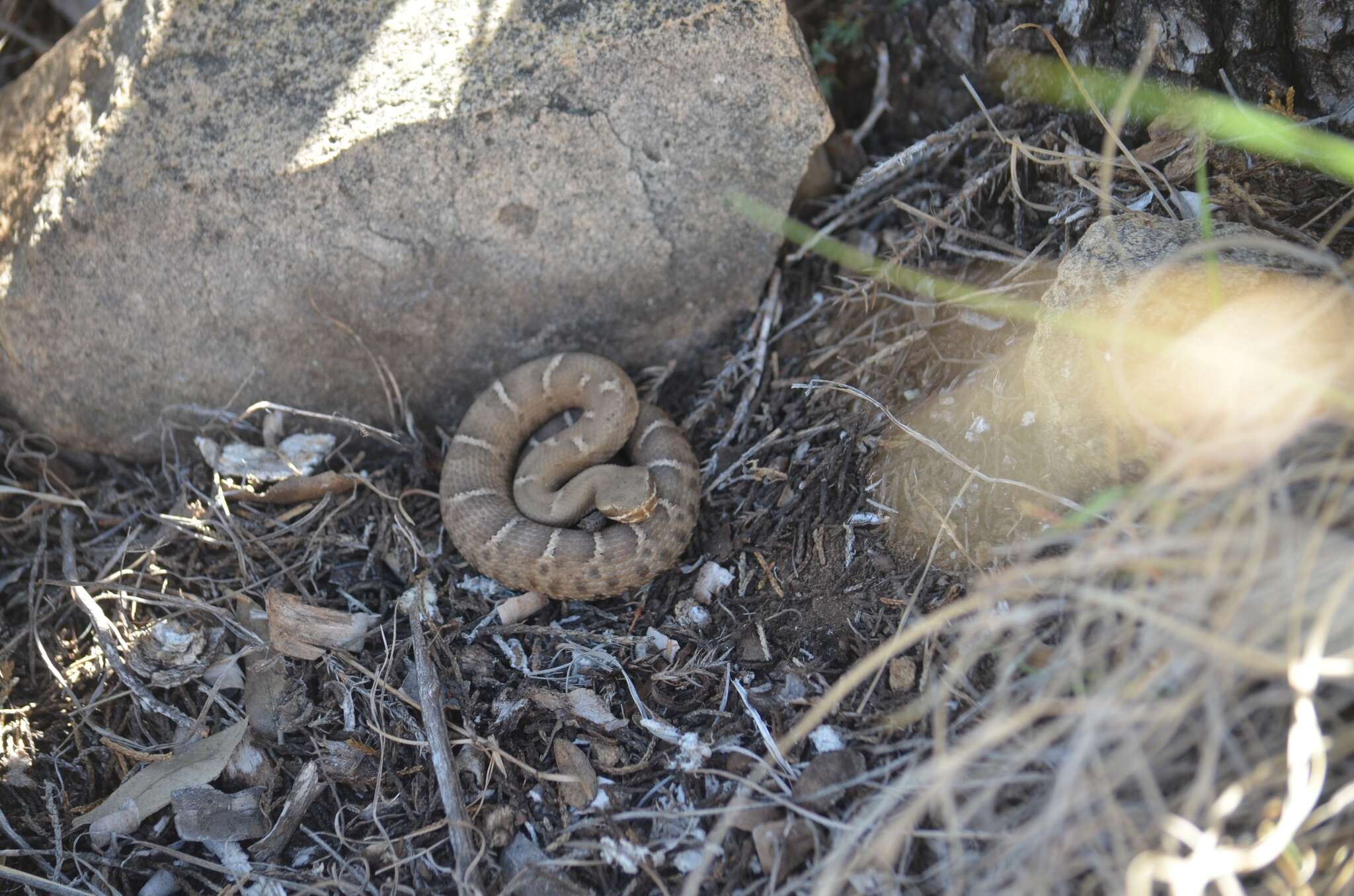 Image of Arizona ridge-nosed rattlesnake