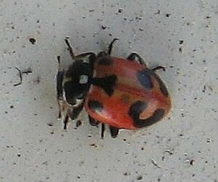 Image of Parenthesis Lady Beetle