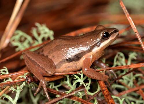 Image of Brimley's Chorus Frog