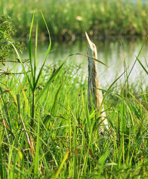 Image of Pinnated Bittern