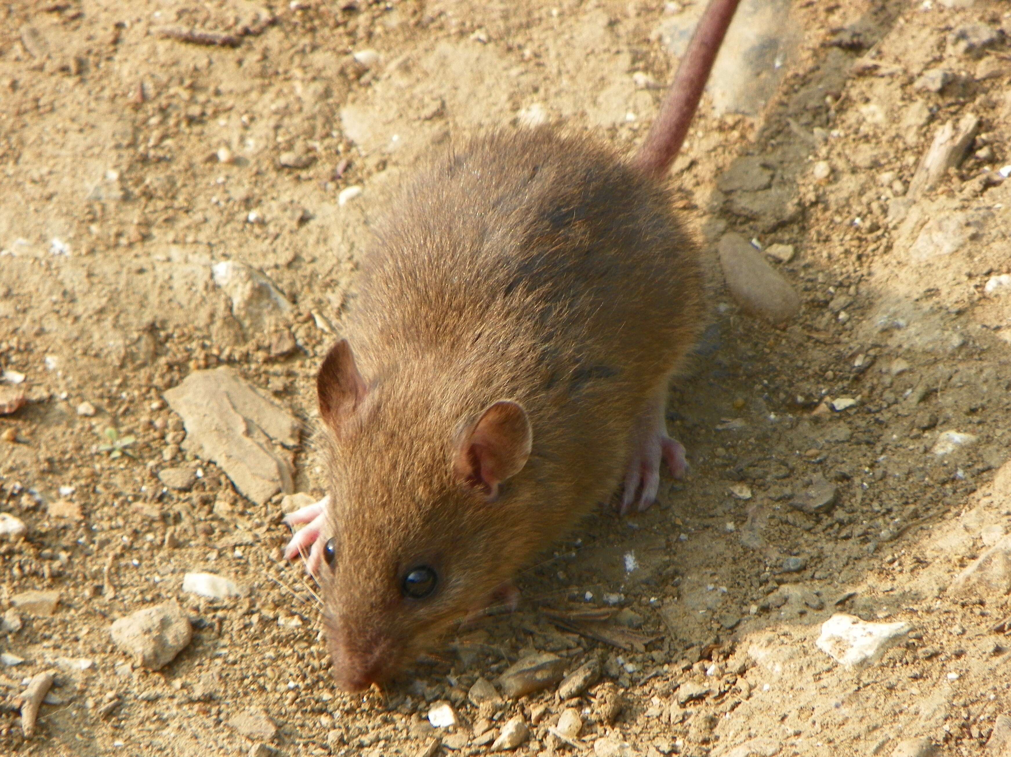 Image of Brown Rat