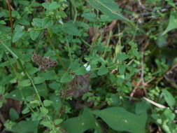 Sivun Scutellaria dependens Maxim. kuva