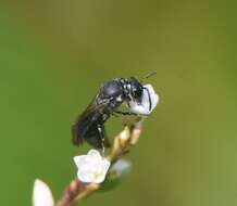 Image of Hylaeus schwarzii (Cockerell 1896)