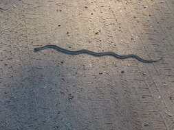 Image of Ringed Brown Snake