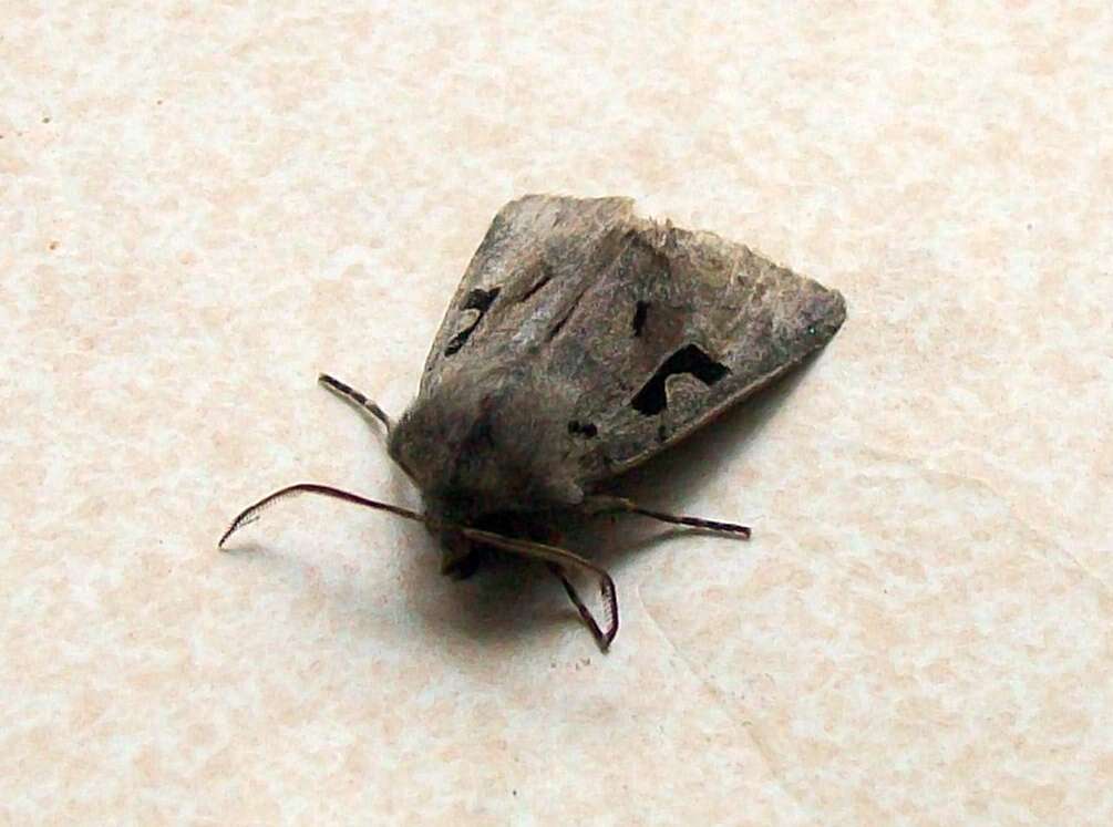 Orthosia gothica Linnaeus 1758 resmi