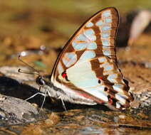 Graphium eurypylus (Linnaeus 1758) resmi