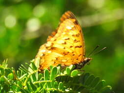 صورة <i>Charaxes <i>jahlusa</i></i> jahlusa