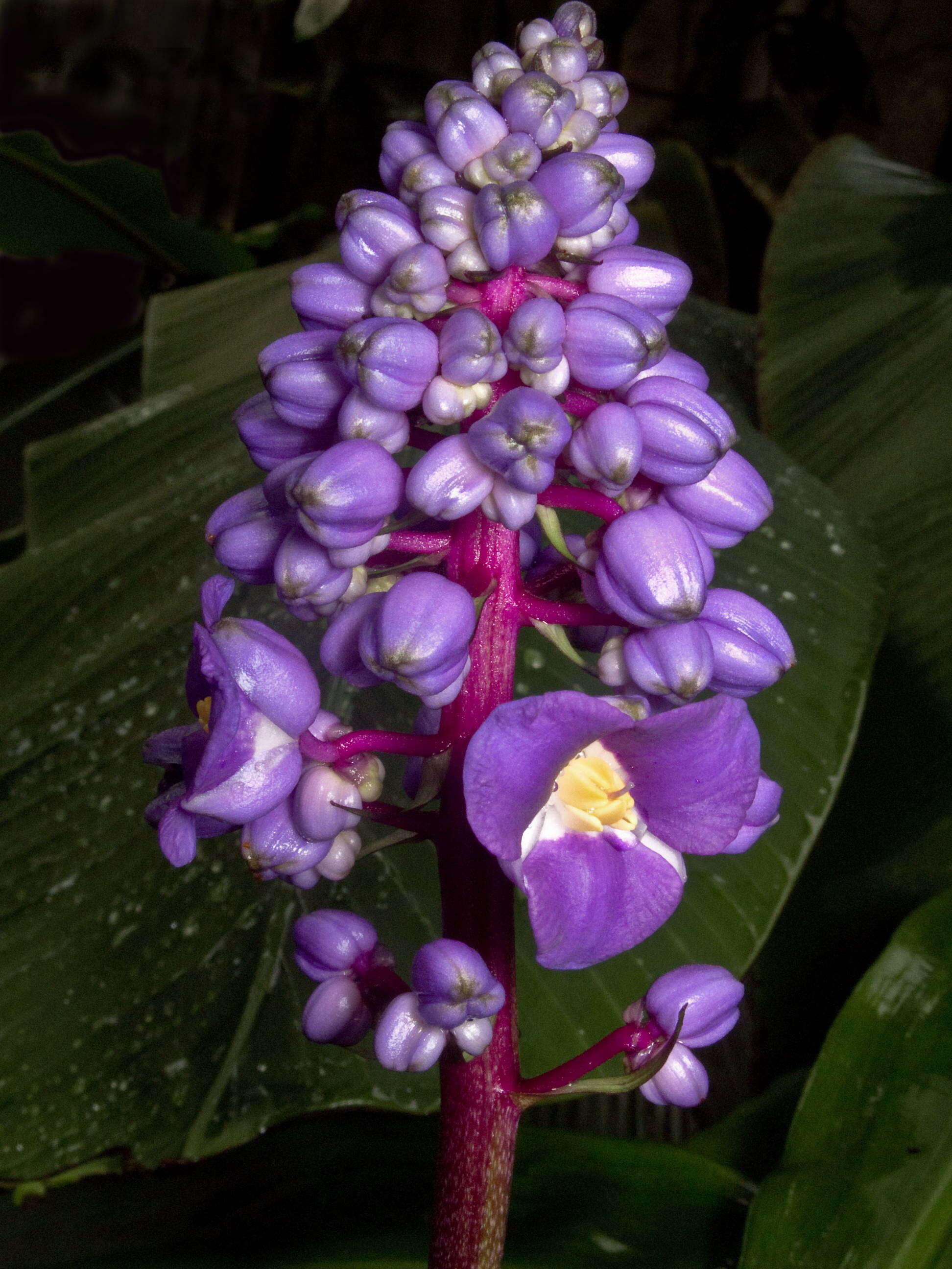 Image of Blue ginger