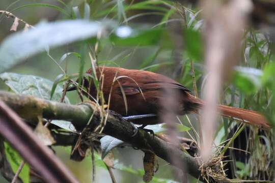 Image of Rufous Spinetail