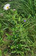 Image of Tall Fleabane