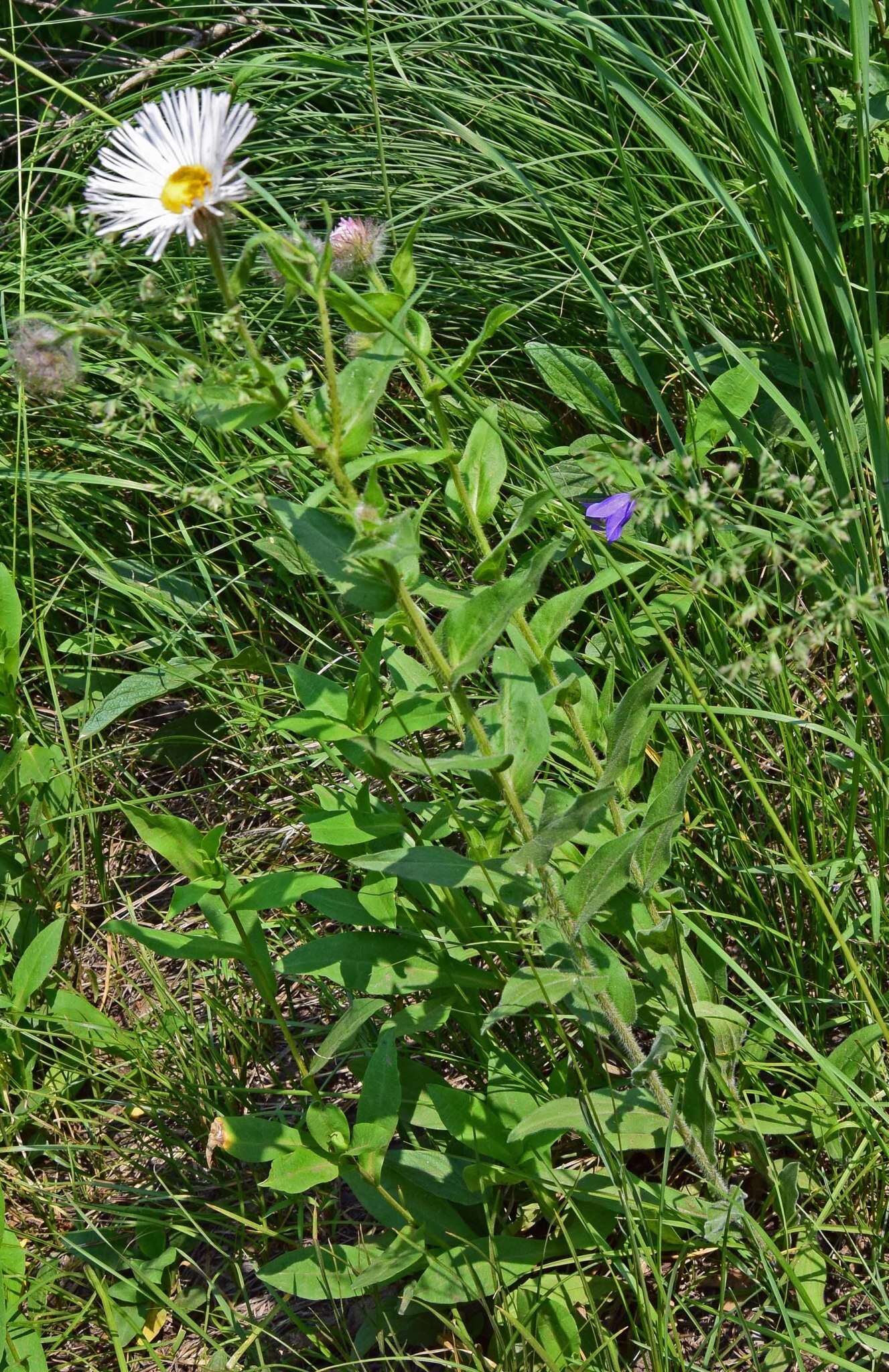 Image of Tall Fleabane