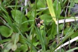 Image of Sickle-Leaf Rush