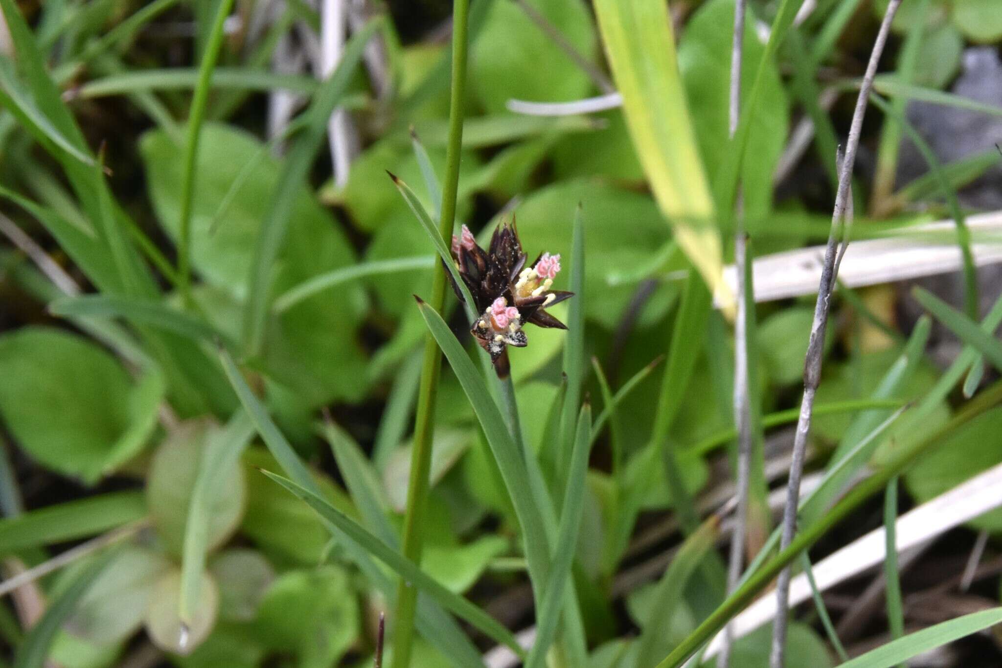 Слика од Juncus falcatus E. Mey.