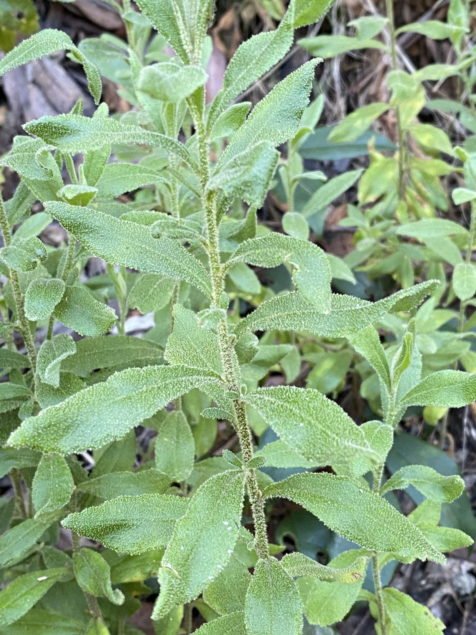 Image of Coopernookia chisholmii (Blakely) Carolin